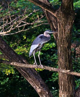 Great Blue Heron on a Limb