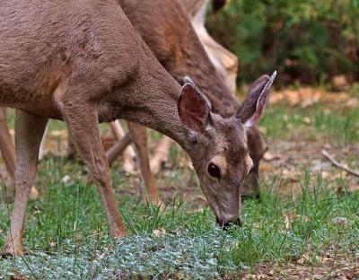 Yosemite Deer