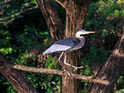 Great Blue Heron Walking