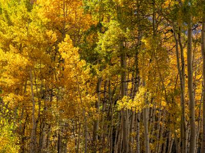 Sunny Apsen Grove on Owl Creek Pass