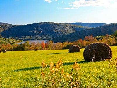 Goldenrod Hayfield