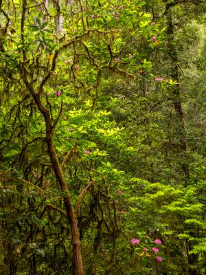 Moody, Mossy Trees and Pink Blooms