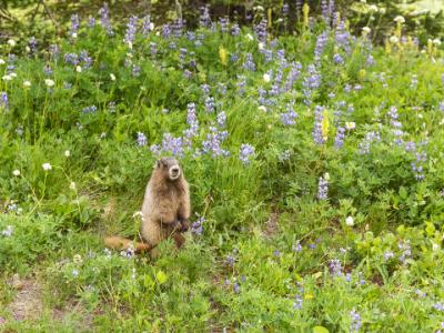Marmot Amidst the Lupine