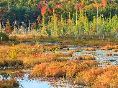 Autumn Adirondacks Marsh