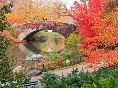 Red Ivy on Central Park Bridge