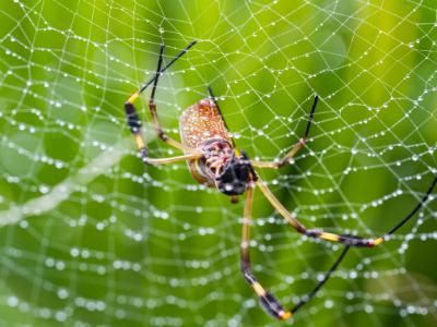 SIx-Legged Golden Orb Weaver