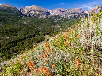 Indian Paintbrush on Bierstadt Moraine