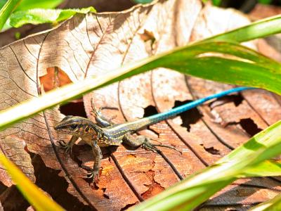 Central American Whiptail Lizard