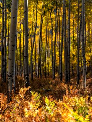 Owl Creek Pass Aspen Grove and Fern Forest Floor