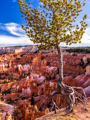 Tree Clings to Bryce Canyon Rim