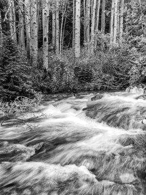 Glacier Creek and Aspen Forest