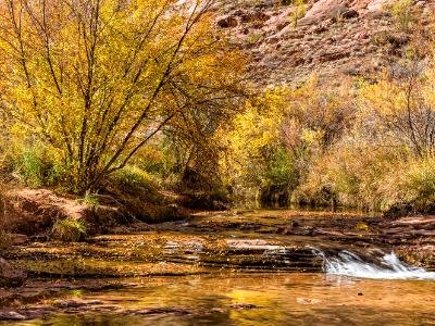 Grandstaff Canyon Stream and Autumn Tree