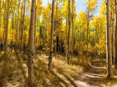 Colorful Kenosha Pass Trail