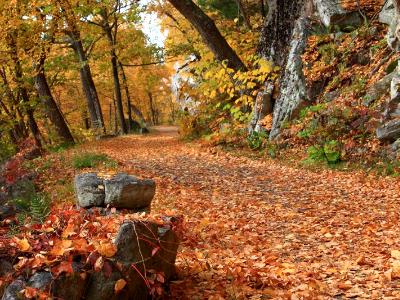 Leaves on Winding Road