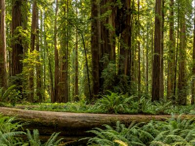 Stout Grove Ewok Redwoods Forest