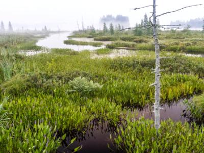 Foggy Marsh off Raquette Lake