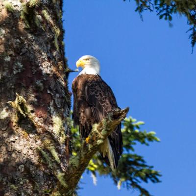 Bald Eagle Perched