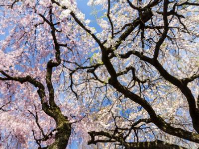 Cherry Tree Sky Silhouette