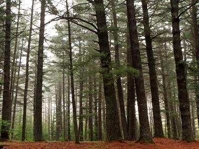 Yellow Pines in Fog