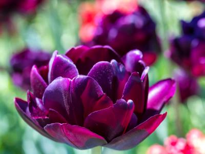 Black Hero Tulip