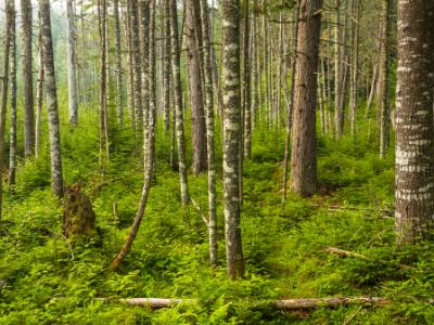 Adirondacks Evergreen Forest