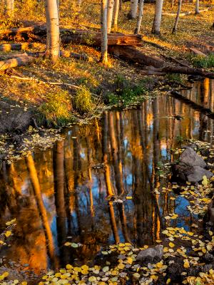 Aspen Grove Reflected Aspen Grove Reflected