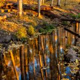 Aspen Grove Reflected