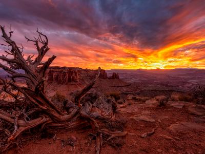 Grand Viewpoint Vivid Juniper Sunset