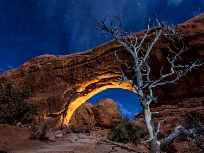 North Window and Moonlit Tree