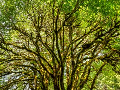 Glowing Moss-Covered Bigleaf Maple