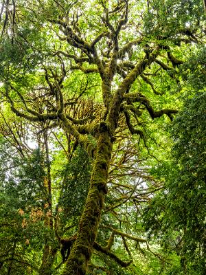 Mossy Maple Canopy