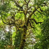 Mossy Maple Canopy