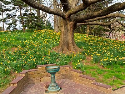 Daffodil Hill & Bird Bath