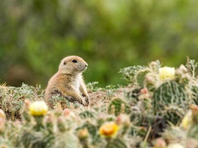 Prairie Dog Amid the Prickly Pear