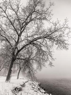 Cottonwood Trees in Fog on McIntosh Lake