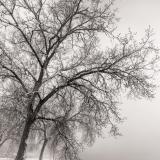 Cottonwood Trees in Fog on McIntosh Lake