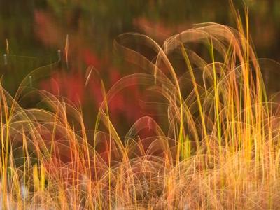 Flowing Grass on Fly Pond