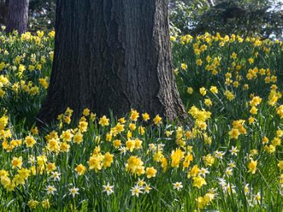 Daffodils and Oak