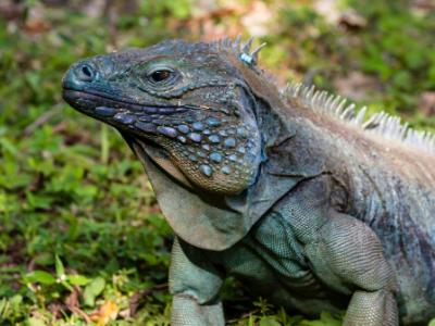 Blue Iguana in Grass