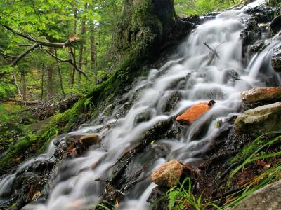 Silky Forest Cascade