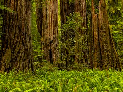 Sword Ferns and Redwood Trunks