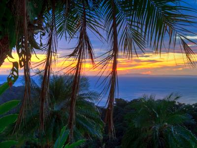 Palm Tree Sunset HDR