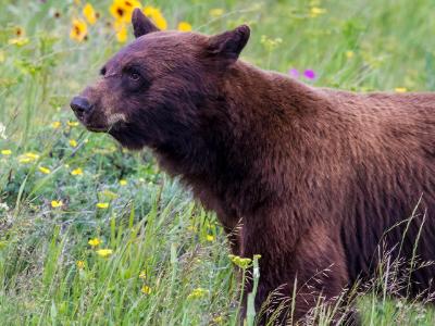 Black Bear Amidst the Wildflowers