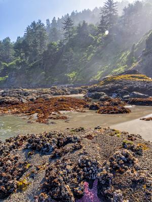 Pink Starfish on the Misty Coast