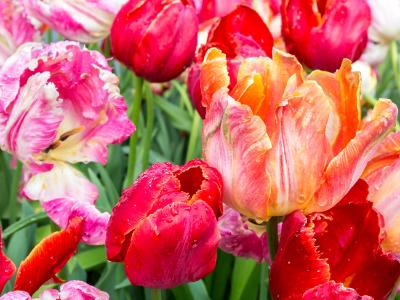 Brightly Colored Tulips