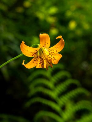 Yellow Lily and Sword Fern