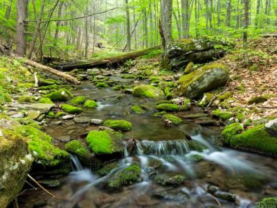 Rochester Hollow Brook