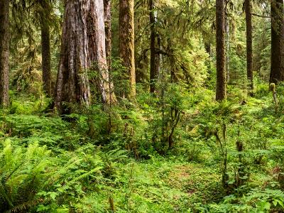 Lush Ferns and Trees in Hoh Rainforest