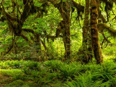 Hall of Mosses Panorama (Click for full width)