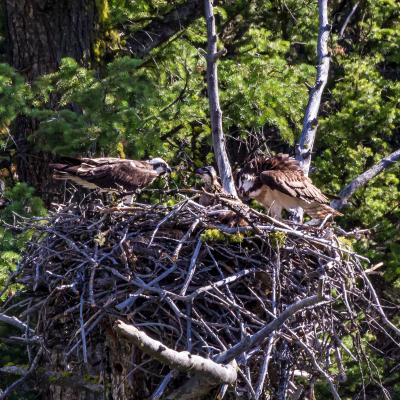 Yellowstone Osprey Family